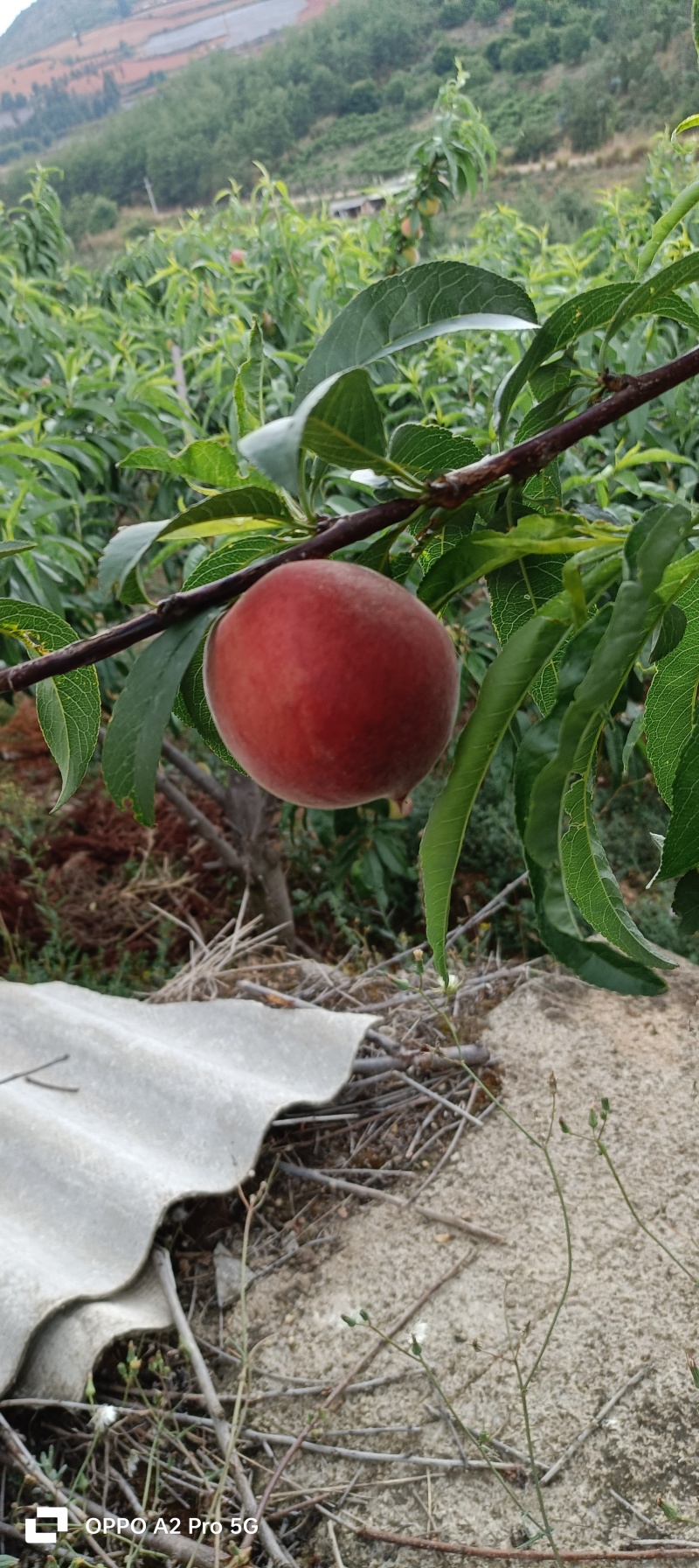 云南毛桃红宝石桃子基地直供量大从优欢迎联系