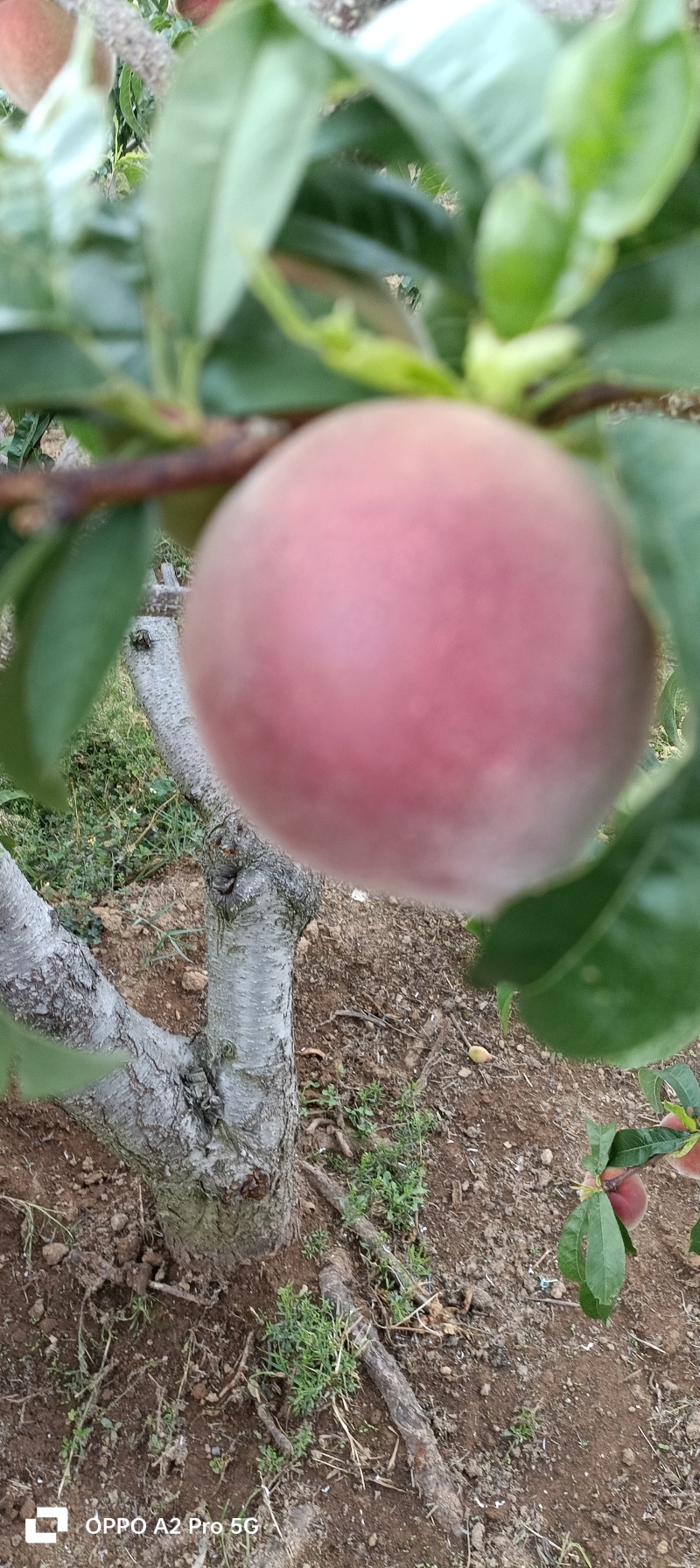 云南毛桃红宝石桃子基地直供量大从优欢迎联系