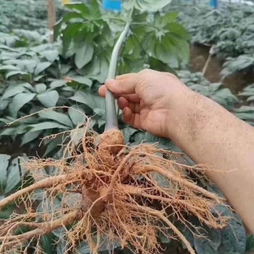 新鲜三七（泡酒三七）/量大价优/可视频看货/包邮
