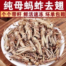 纯母去翅膀大蚂蚱产地直发质量好蚂蚱油炸蚂蚱蝗虫去翅膀纯