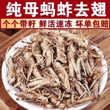 纯母去翅膀大蚂蚱产地直发质量好蚂蚱油炸蚂蚱蝗虫去翅膀纯