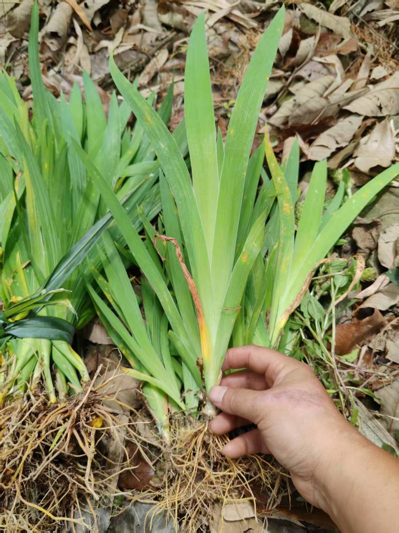 射干苗基地直供一手货源量大价优