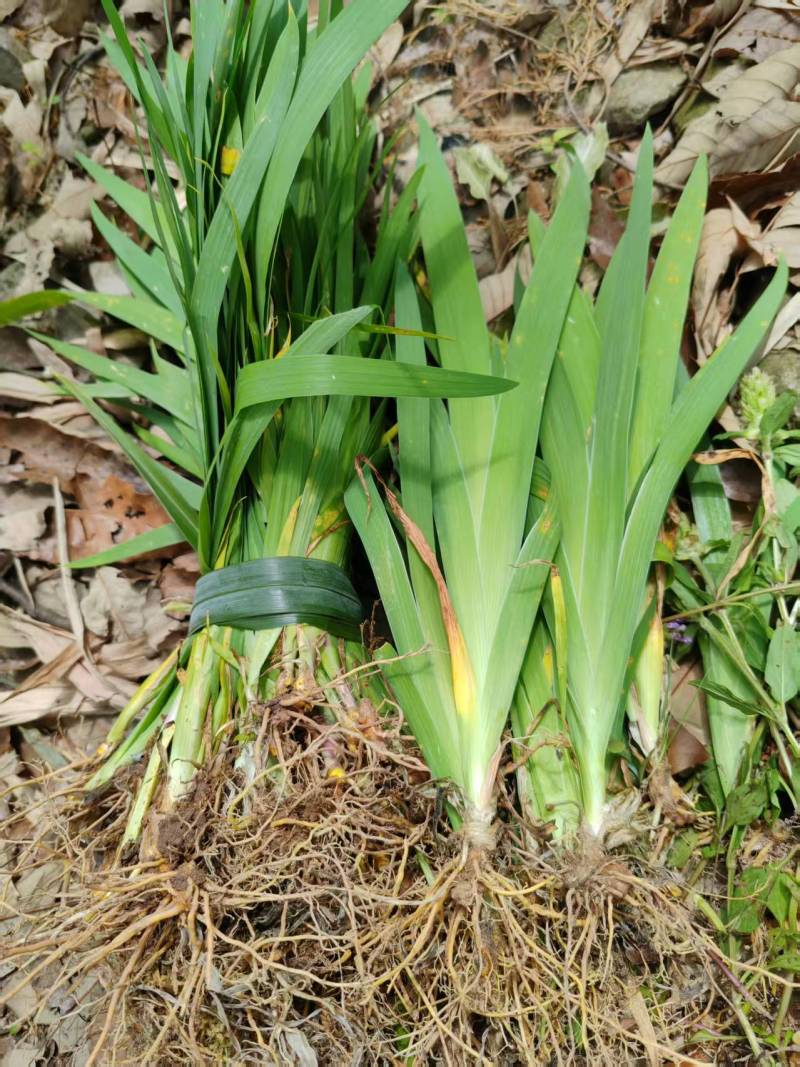 射干苗基地直供一手货源量大价优