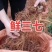 新鲜三七（泡酒三七）/量大价优/可视频看货/包邮
