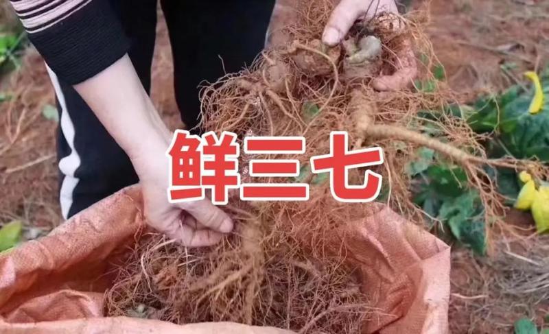 新鲜三七（泡酒三七）/量大价优/可视频看货/包邮