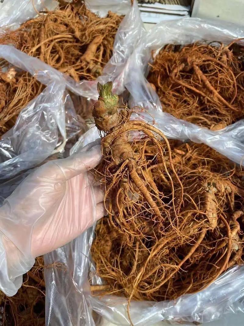新鲜三七（泡酒三七）/量大价优/可视频看货/包邮