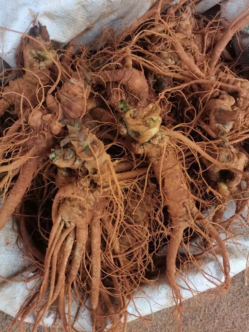 新鲜三七（泡酒三七）/量大价优/可视频看货/包邮