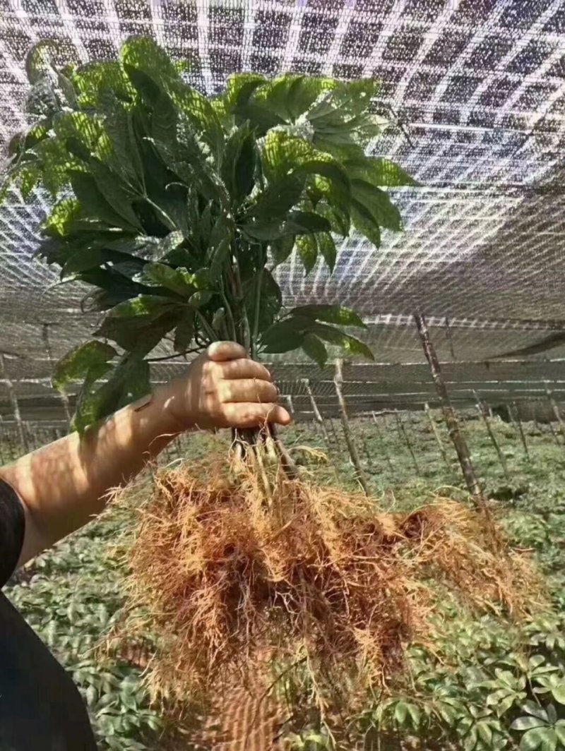 新鲜三七（泡酒三七）/量大价优/可视频看货/包邮