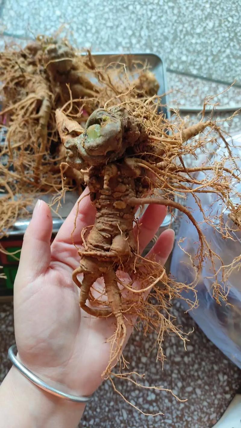 新鲜三七（泡酒三七）/量大价优/可视频看货/包邮