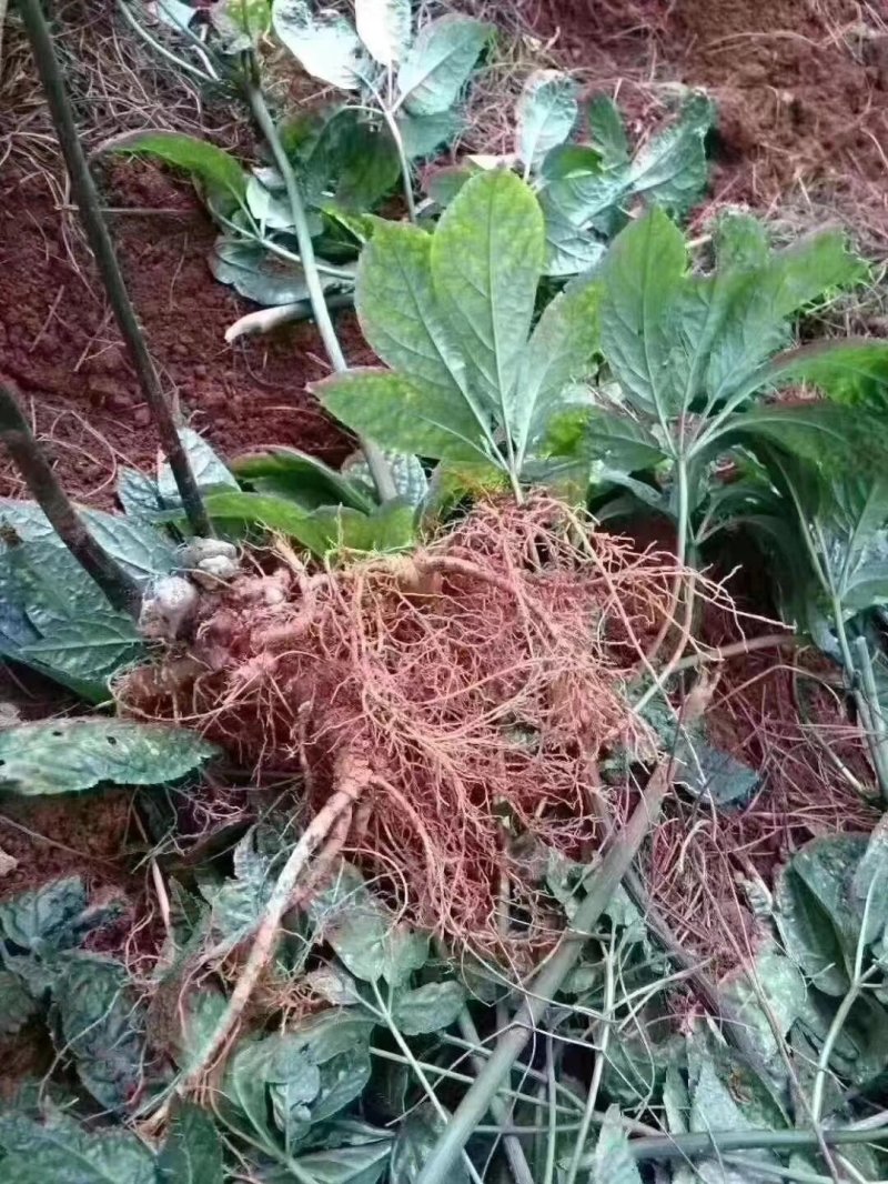 新鲜三七（泡酒三七）/量大价优/可视频看货/包邮
