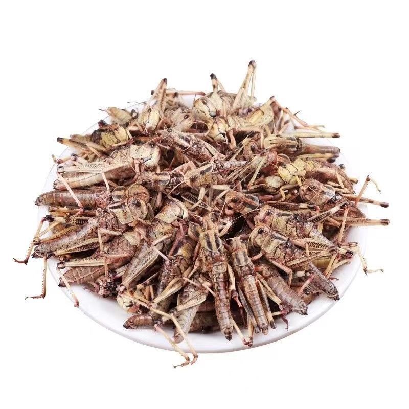 纯母去翅膀大蚂蚱产地直发质量好蚂蚱油炸蚂蚱蝗虫去翅膀纯