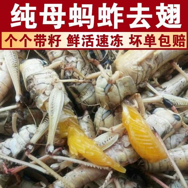 纯母去翅膀大蚂蚱产地直发质量好蚂蚱油炸蚂蚱蝗虫去翅膀纯