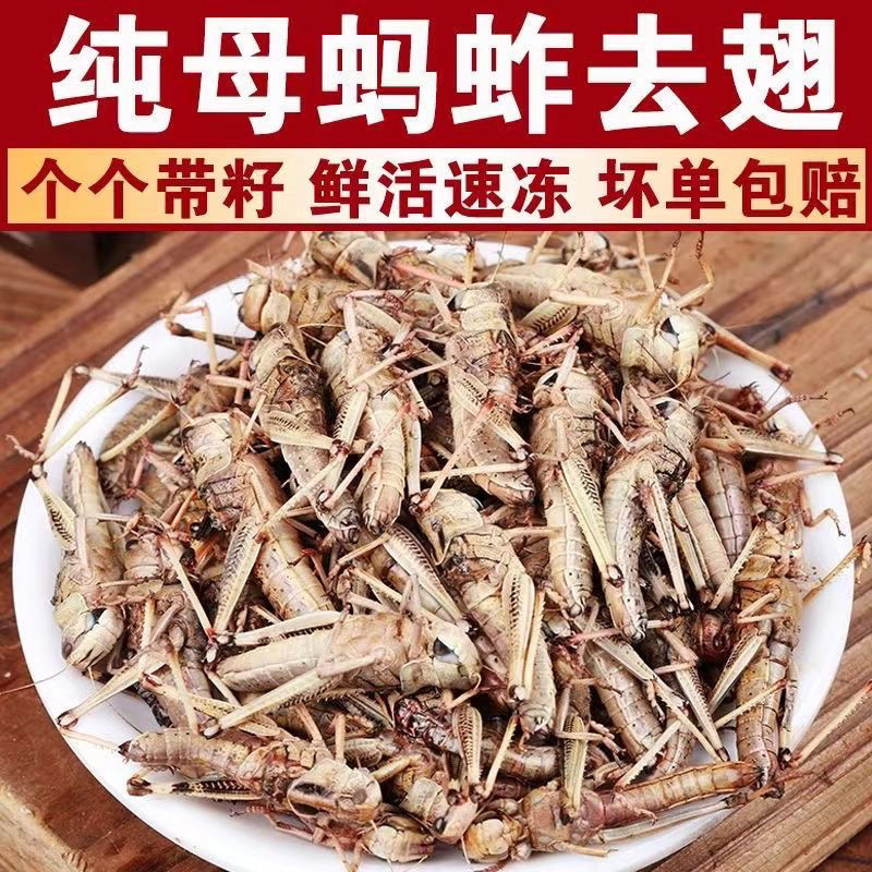 纯母去翅膀大蚂蚱产地直发质量好蚂蚱油炸蚂蚱蝗虫去翅膀纯