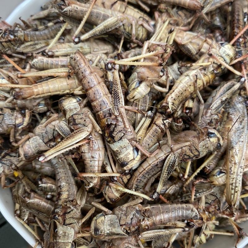 纯母去翅膀大蚂蚱产地直发质量好蚂蚱油炸蚂蚱蝗虫去翅膀纯