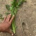 大量香菜上市，产地直发，自家基地种植100亩欢迎老板咨询