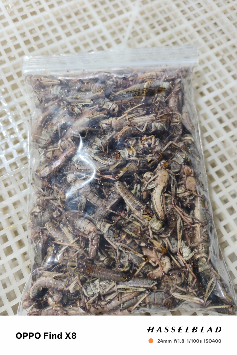 纯母去翅膀大蚂蚱产地直发质量好蚂蚱油炸蚂蚱蝗虫去翅膀纯