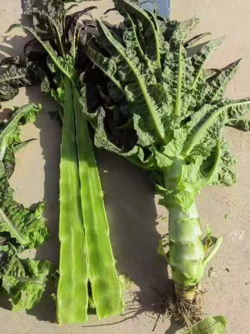 精品毛叶，量大货优，大量现货，视频看货