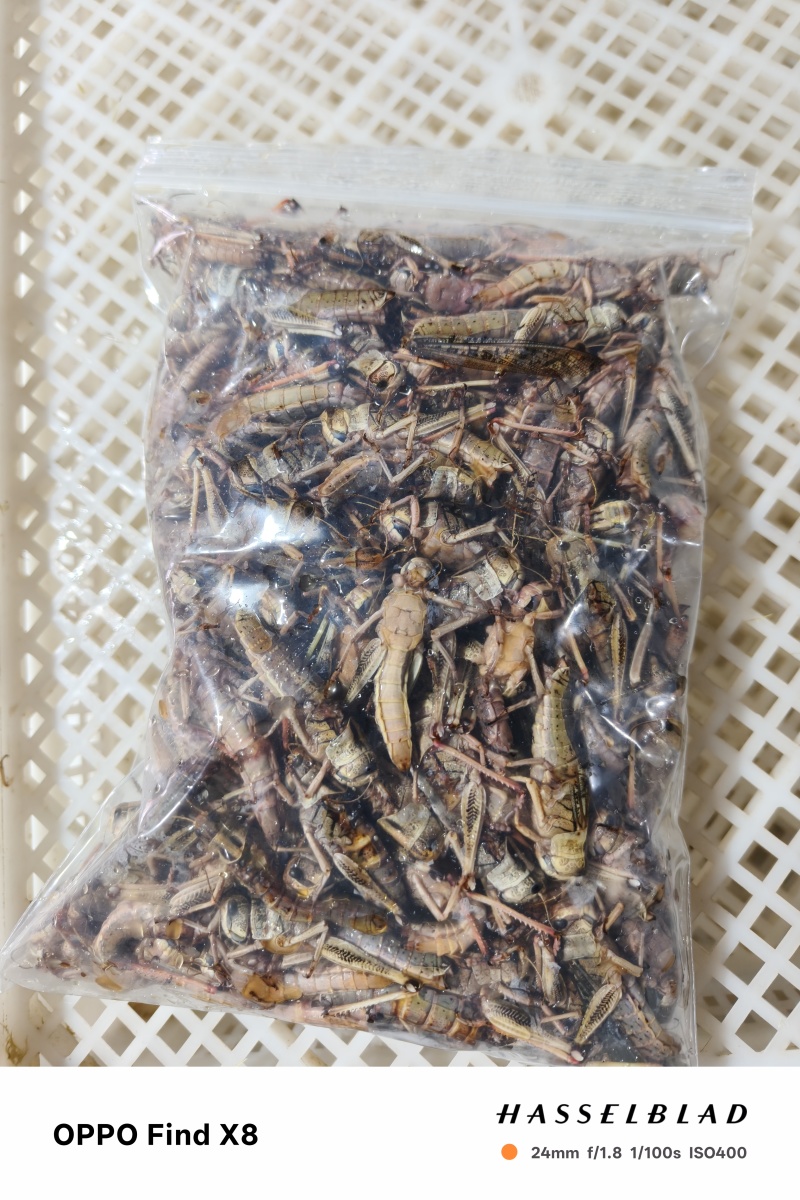 纯母去翅膀大蚂蚱产地直发质量好蚂蚱油炸蚂蚱蝗虫去翅膀纯