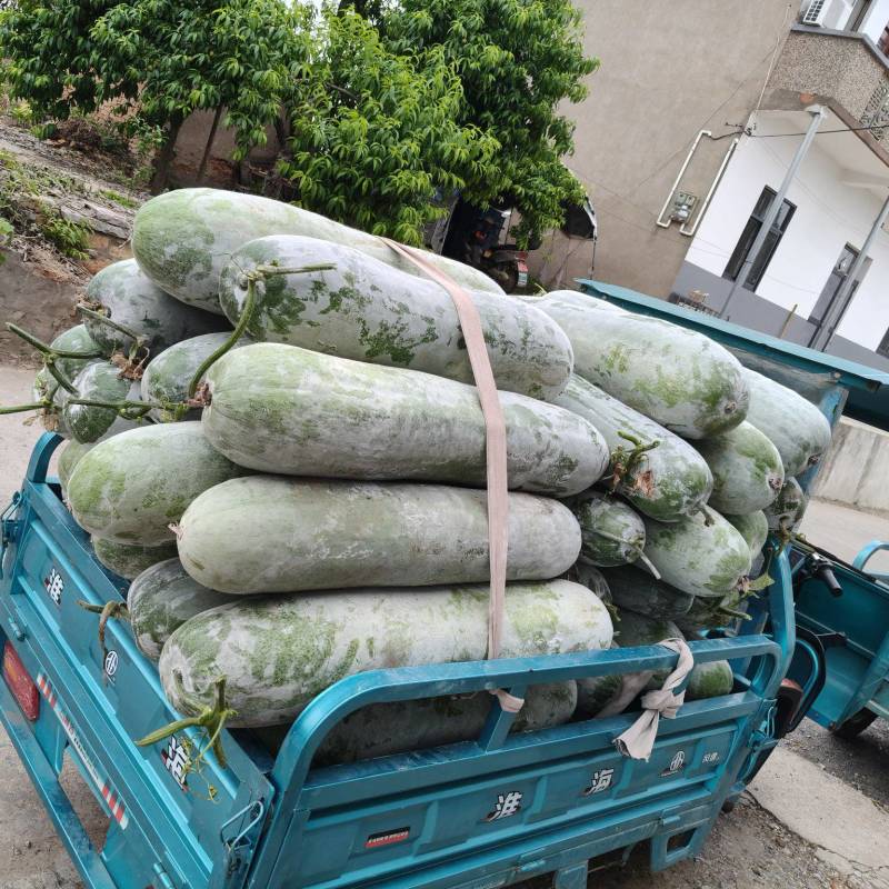 本地精品长白条冬瓜肉厚耐运输品优价廉产地直供现摘