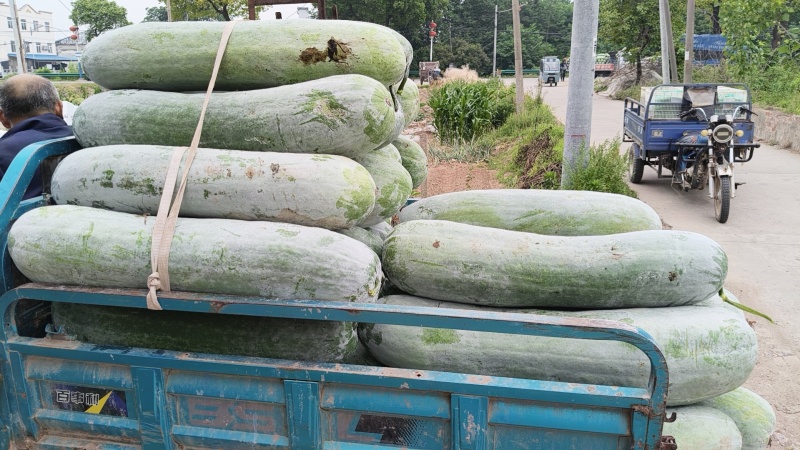 本地精品长白条冬瓜肉厚耐运输品优价廉产地直供现摘