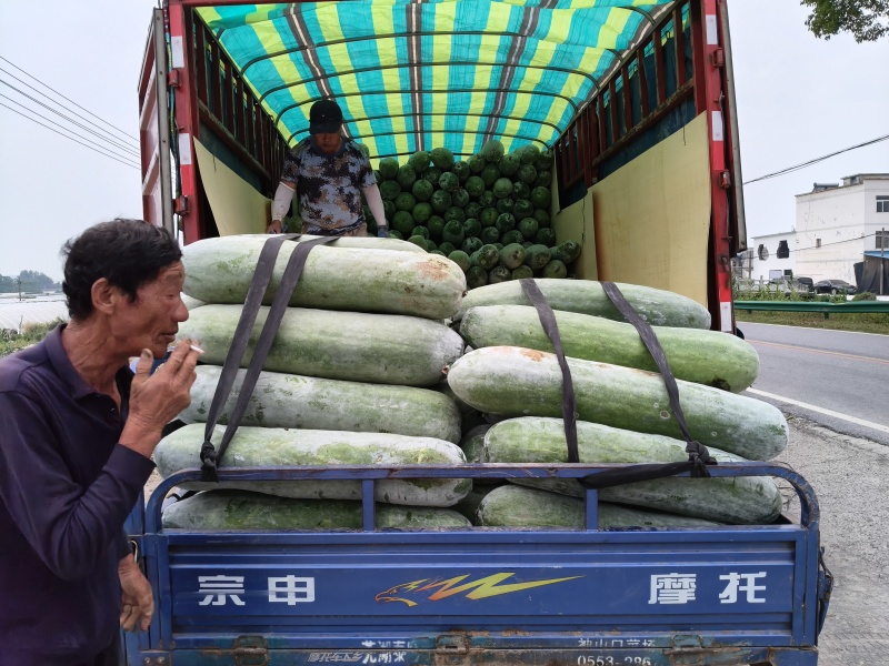 本地精品长白条冬瓜肉厚耐运输品优价廉产地直供现摘