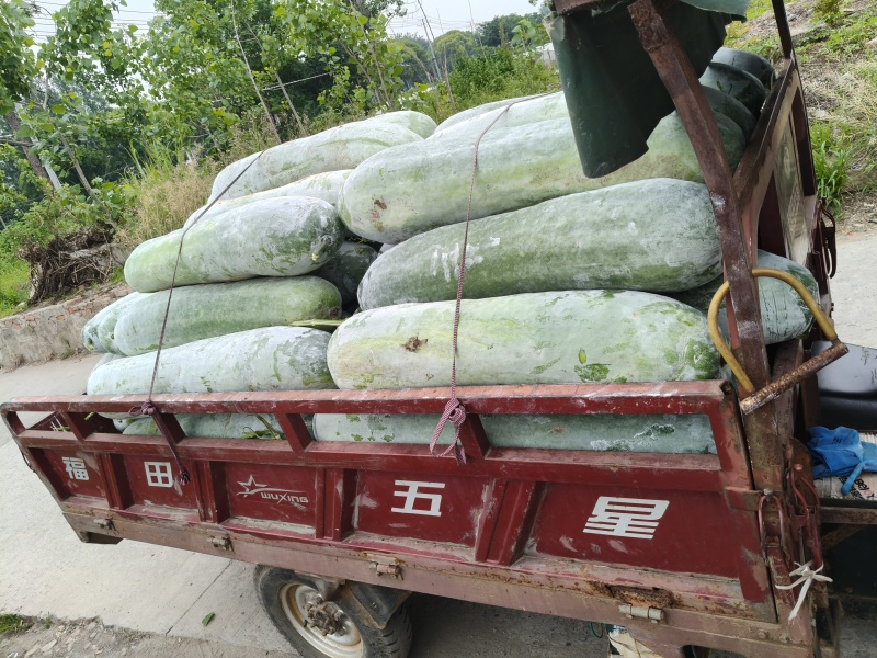 本地精品长白条冬瓜肉厚耐运输品优价廉产地直供现摘