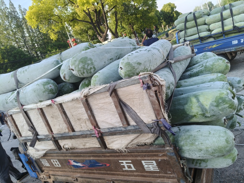 本地精品长白条冬瓜品优价廉产地直供现摘现发一手