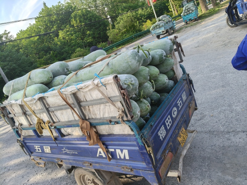 本地精品长白条冬瓜品优价廉产地直供现摘现发一手