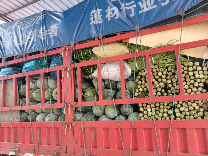 本地精品长白条冬瓜品优价廉产地直供现摘现发一手