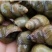 薄壳石螺，螺蛳规格硬，诚信经营***********