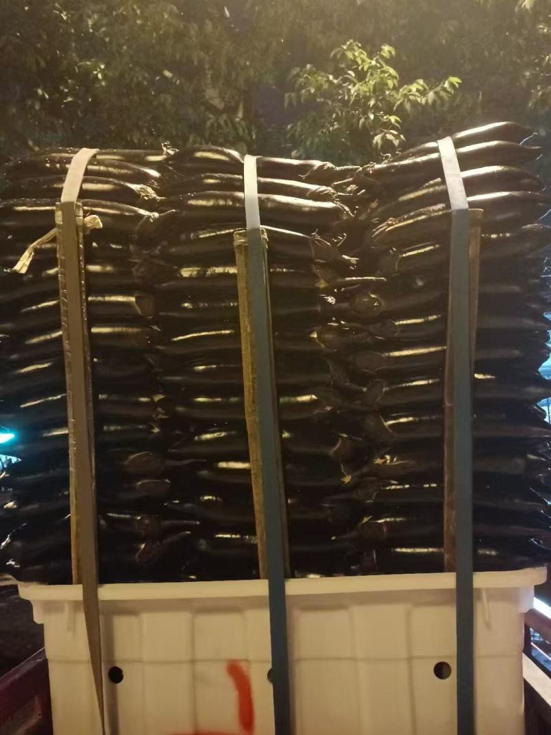 精品烧烤茄，长茄子。质量精品，欢迎老板实地考察