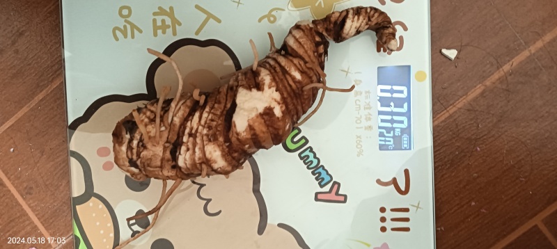 云南滇重楼