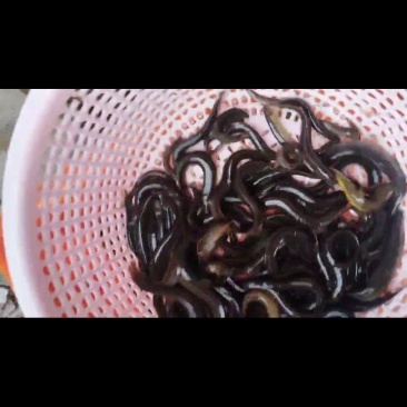稻田泥鳅***********