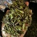 野生绿芽饱