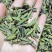 野生绿芽饱