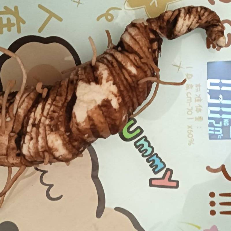 云南滇重楼