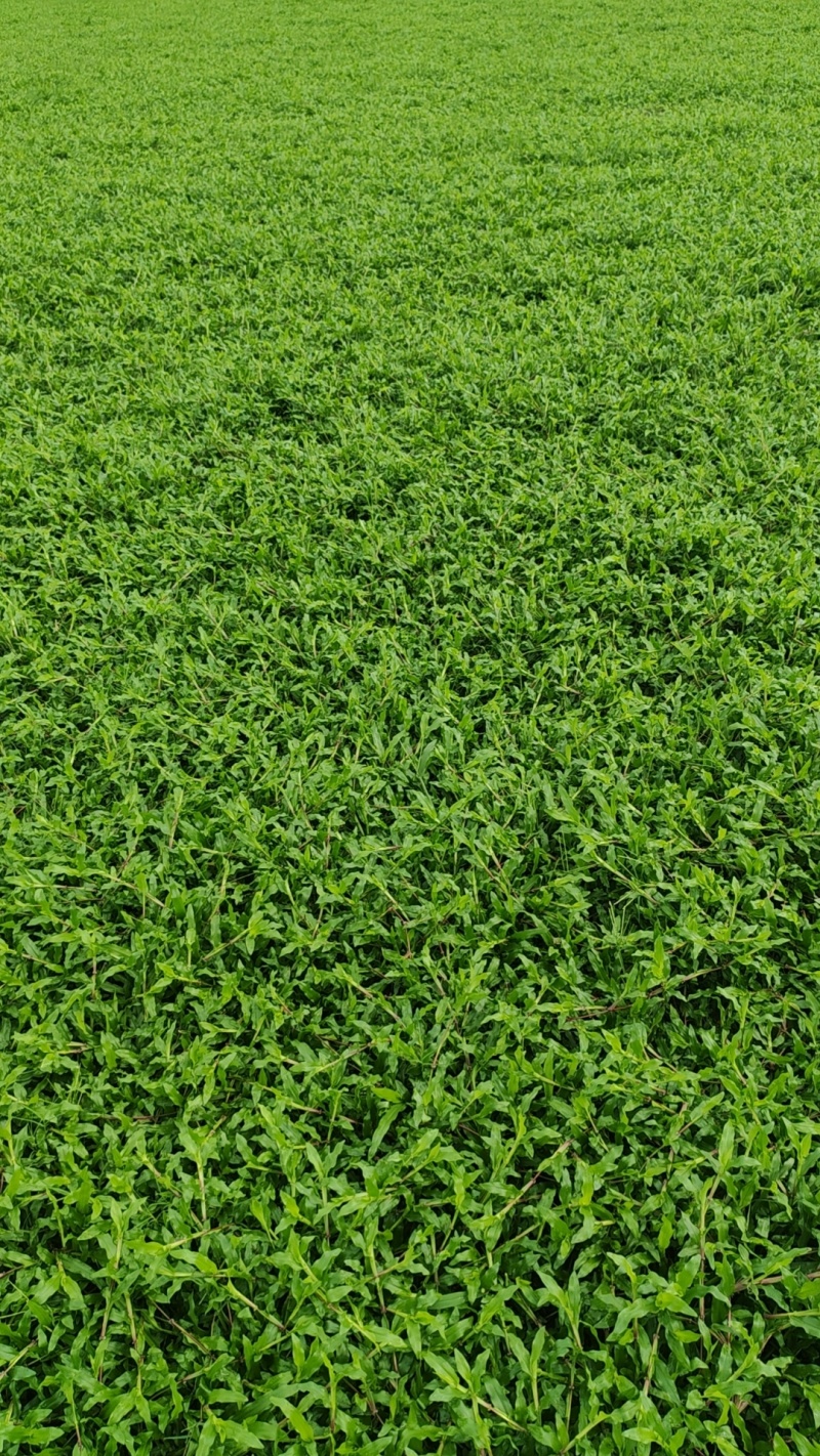 大叶油草，台湾草，马尼拉草