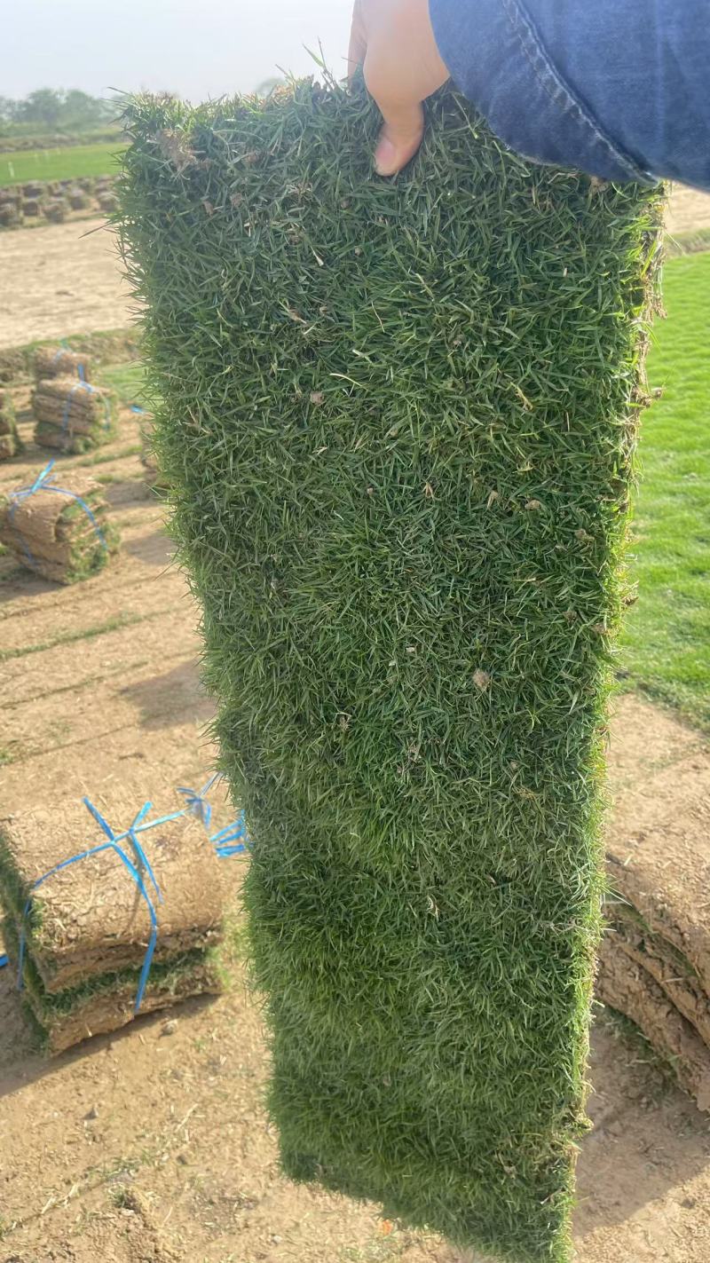 大叶油草，台湾草，马尼拉草