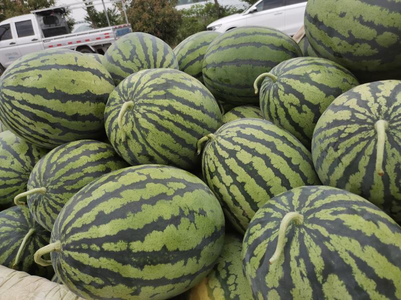 精品甜王产地直发全国各地市场商超，价格便宜，质量保证，，