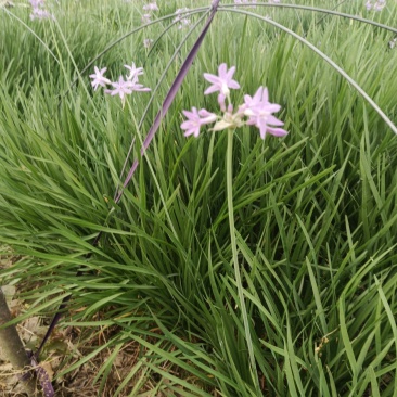 紫娇花
