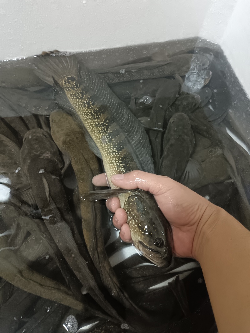 七星鱼月鳢鱼溪流非养殖货