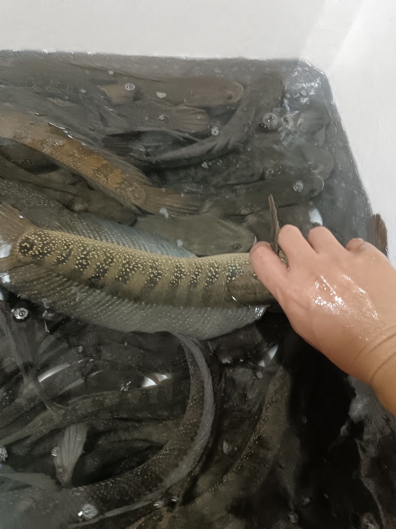 七星鱼月鳢鱼溪流非养殖货