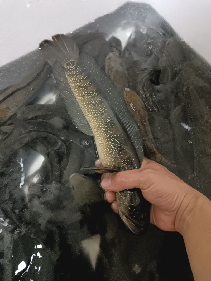 七星鱼月鳢鱼溪流非养殖货