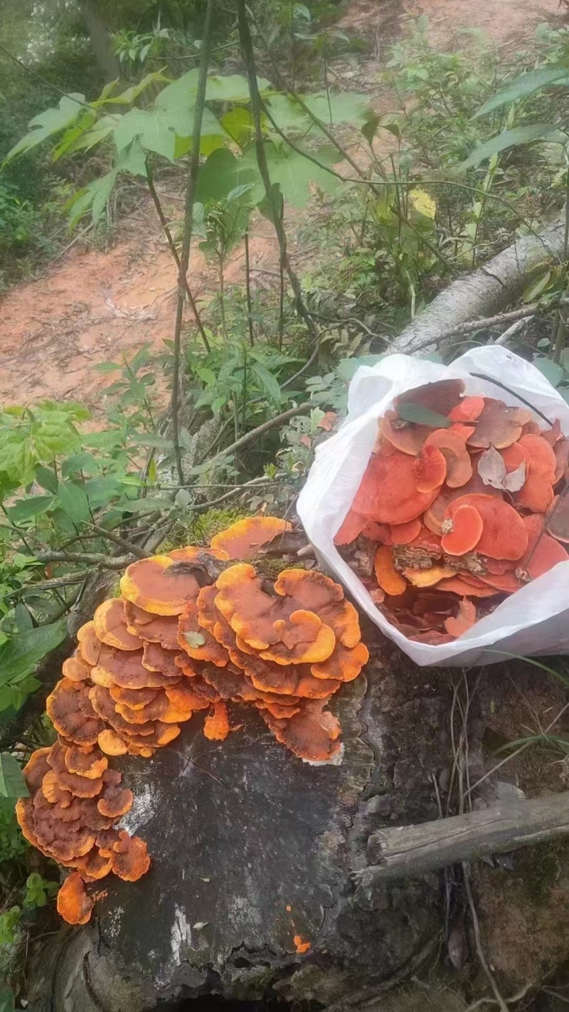 深山野生牛樟芝红栓菌红老木菌大量供应