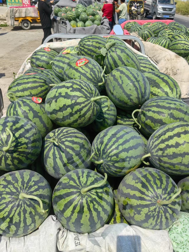 实力《甜王西瓜》湖北基地直发保质保量包熟包甜对接全国