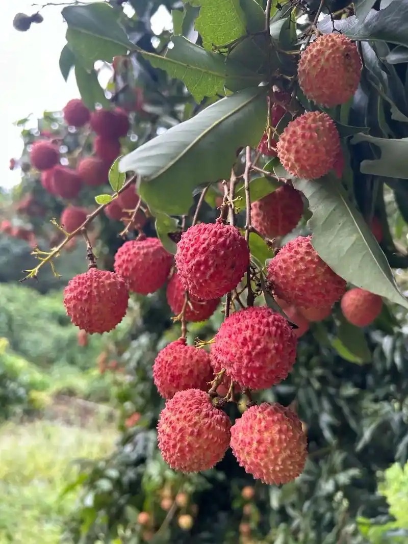 镇隆荔枝