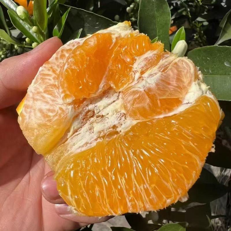 【夏橙】湖北橙子精品夏橙，对接全国电商/团购/商超批发商