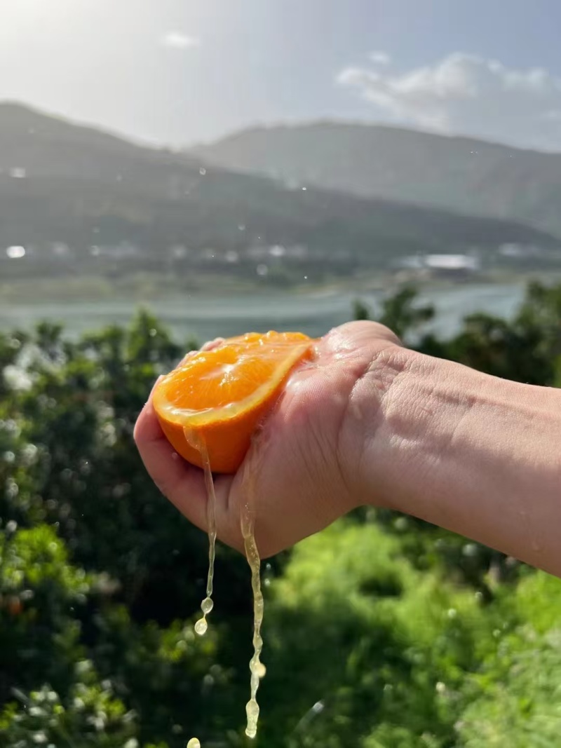 【夏橙】湖北橙子精品夏橙，对接全国电商/团购/商超批发商
