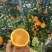 【夏橙】湖北橙子精品夏橙，对接全国电商/团购/商超批发商