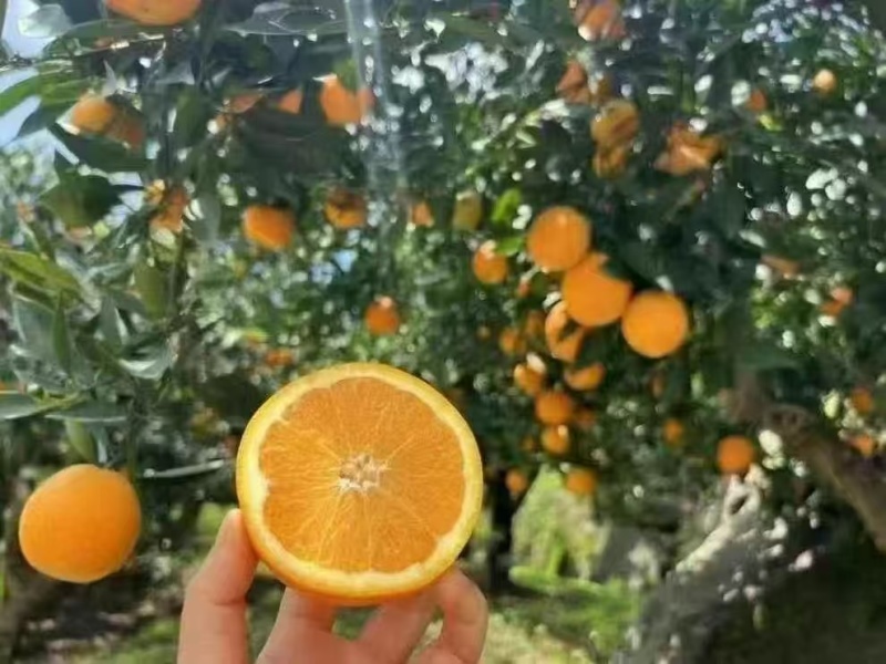 【夏橙】湖北橙子精品夏橙，对接全国电商/团购/商超批发商